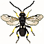 chelonus