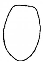 metasoma, dorsal view