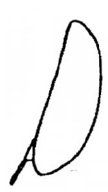 metasoma, lateral view