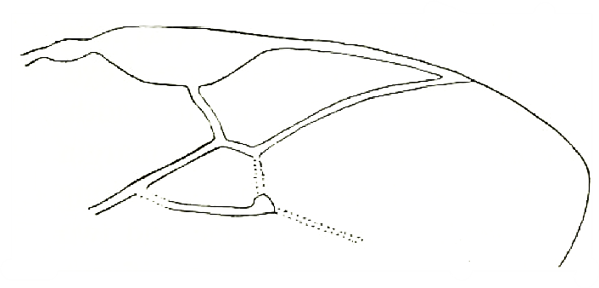 part of fore wing