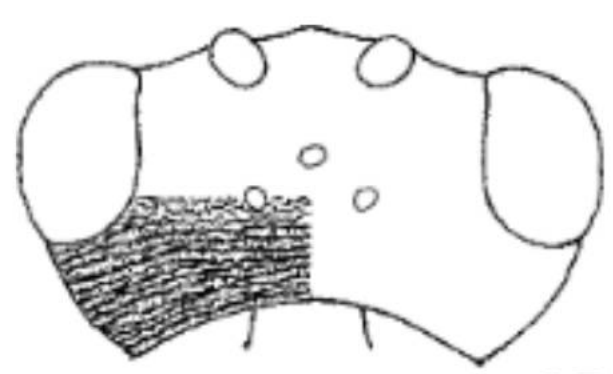 ♂ head in dorsal view with indication of its sculpture