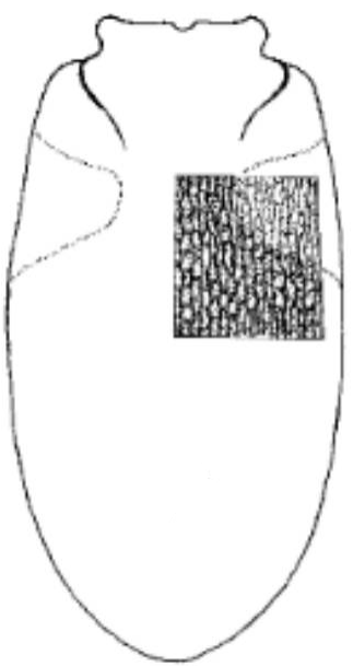 ♂ metasoma in dorsal view with indication of its sculpture