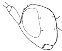 ♂ head in lateral view