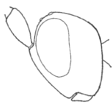 head in lateral view