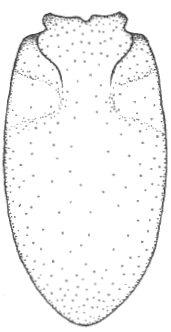 metasoma in dorsal view