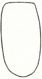 metasoma, dorsal view 