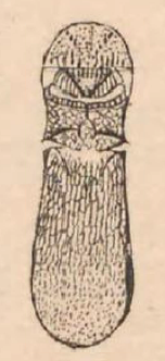 mesosoma and metasoma, dorsal view