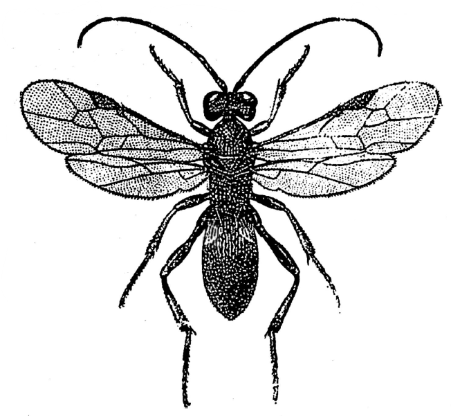 ♀ habitus, dorsal view