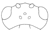 ♀ head of female in dorsal view