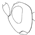 ♀ head in lateral view