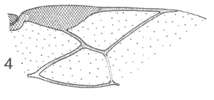 distal part of right fore wing