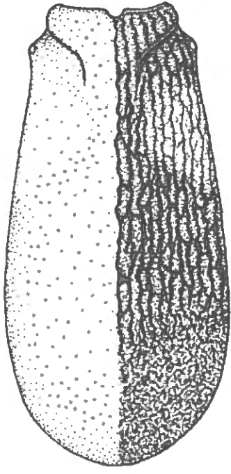 ♀ carapace in dorsal view