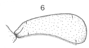 ♀ carapace in lateral view