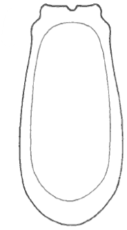 ♀ carapace in ventral view