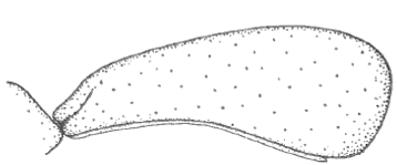 ♂ carapace in lateral view