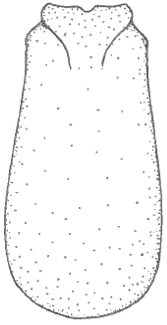 ♂ carapace in dorsal view