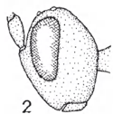 Head in lateral view