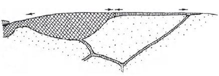 Distal part of right fore wing