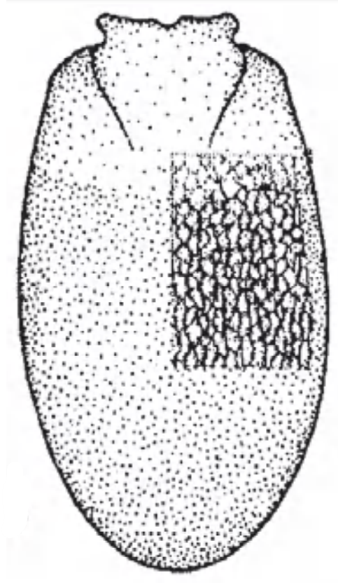 Carapace in dorsal view