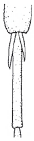 Pair of spurs of hind tibia