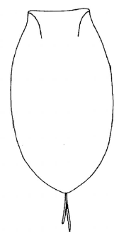 ♀ metasoma, dorsal view