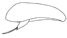 ♀ metasoma, lateral view