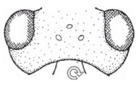 ♀ Head in dorsal view