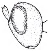 ♀ Head in lateral view