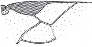 ♀ Distal part of right fore wing