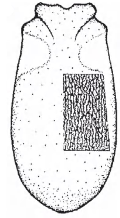 ♀ Carapace in dorsal view with indication of its sculpture