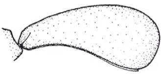 ♀ Carapace in lateral view