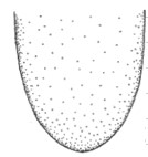 ♂ hind half of carapace in dorsal view