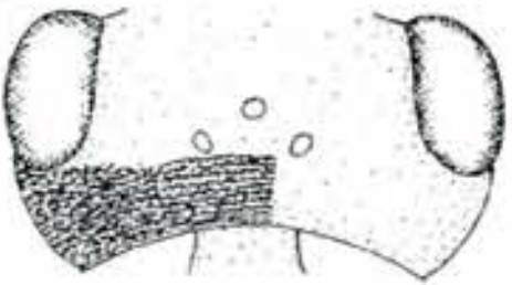 ♀ head in dorsal view with indication of its sculpture,