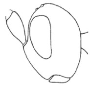 head in lateral view