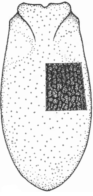 ♀? carapace in dorsal view with indication of its sculpture