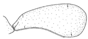 ♀ carapace in lateral view