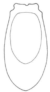 ♀ carapace in ventral view