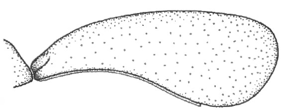 ♂ carapace in lateral view