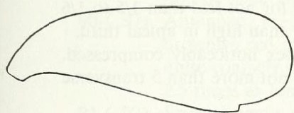 metasoma, lateral view