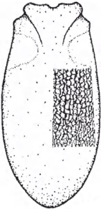 ♀ carapace in dorsal view with indication of its sculpture