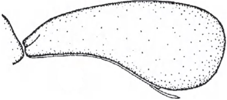 ♀ carapace in lateral view