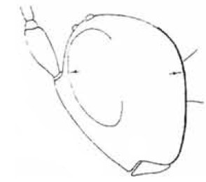 ♀ head in lateral view