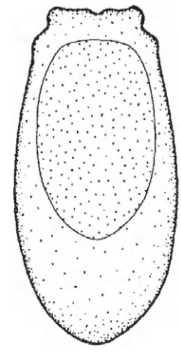 ♀ carapace in ventral view