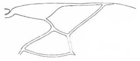 ♀ distal part of right fore wing