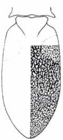 ♀ carapace in dorsal view with indication of its sculpture