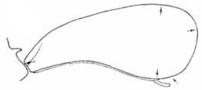 ♀ carapace in lateral view