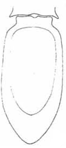 ♀ carapace in ventral view