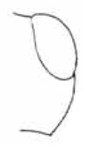 ♀ right part of head in dorsal view