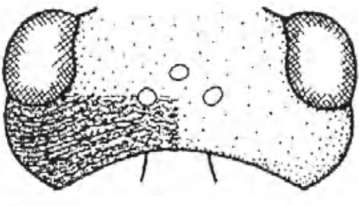 Head in dorsal view, with indication of its sculpture