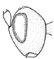 Head in lateral view